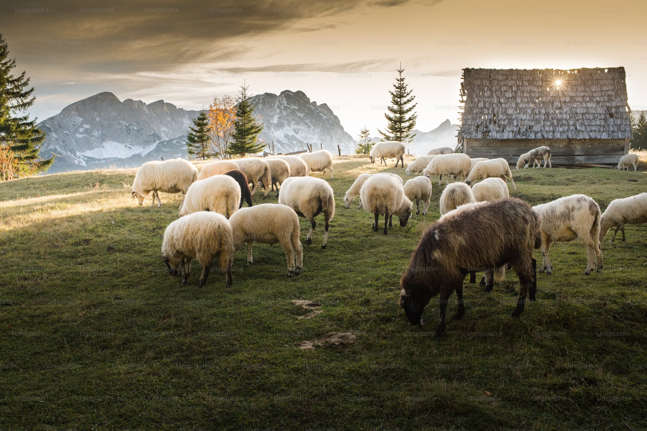 The Good Shepherd: Finding Comfort in Psalm 23